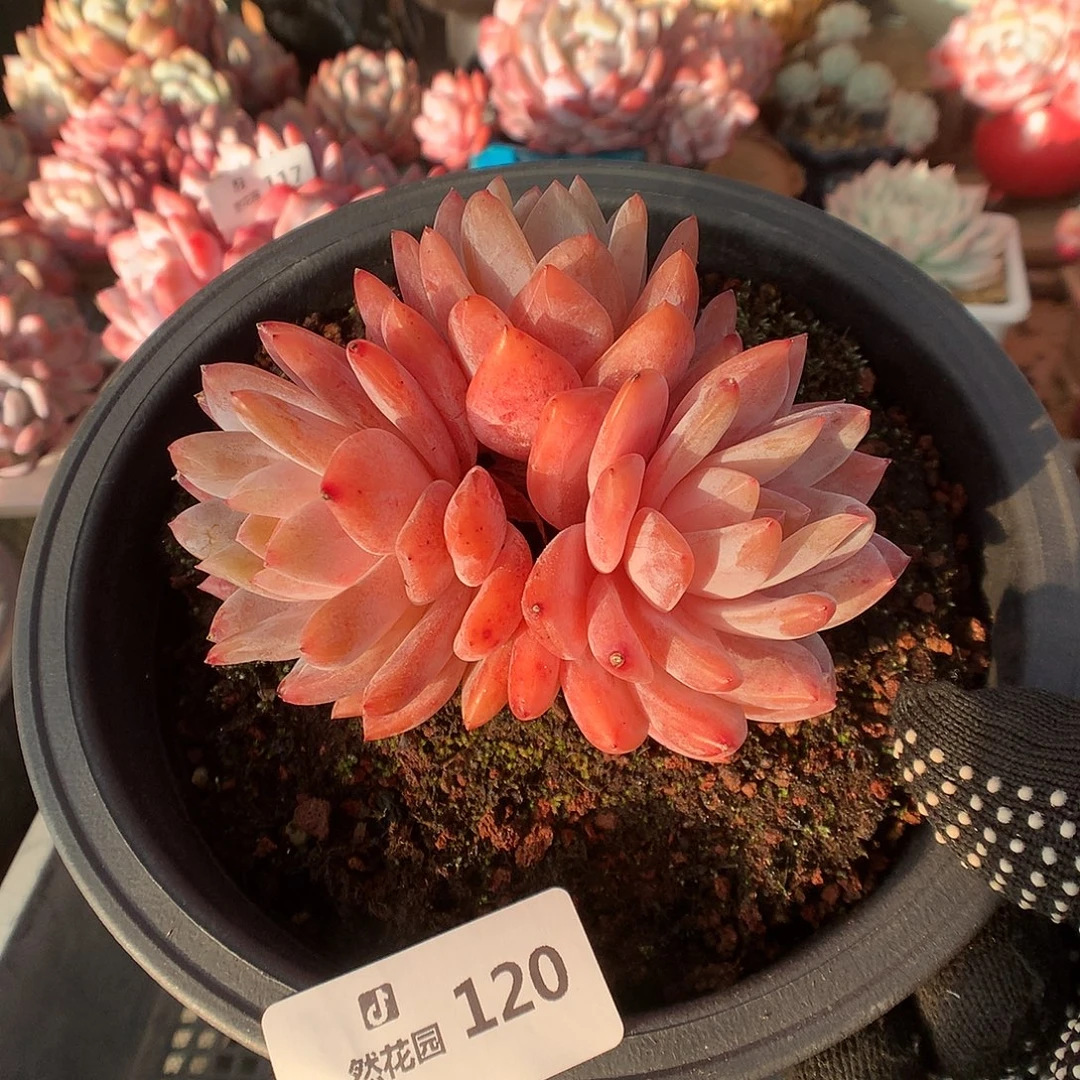 120玫瑰梦露多肉植物66666