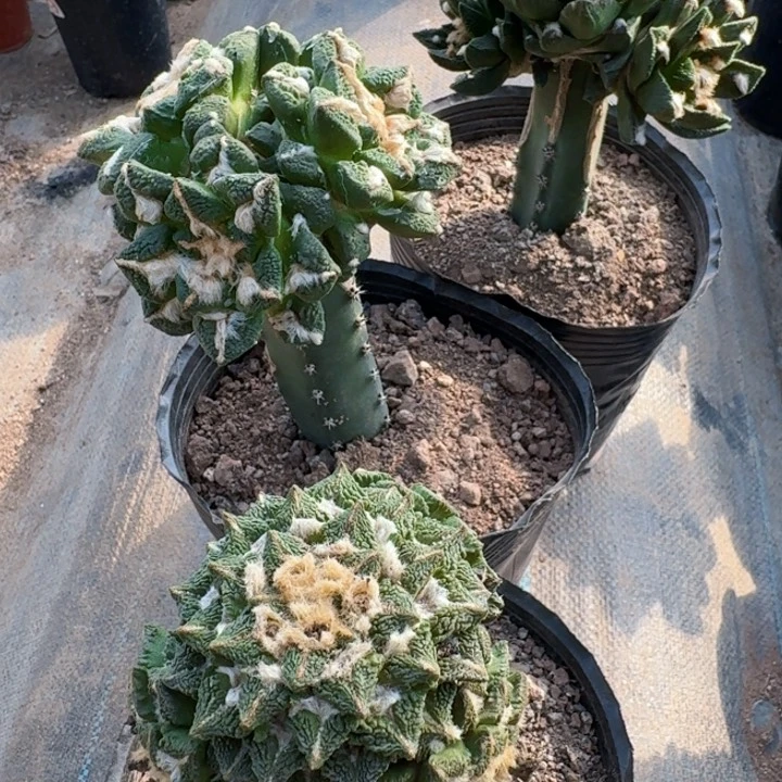 小**艺三个秀普牡丹仙人球