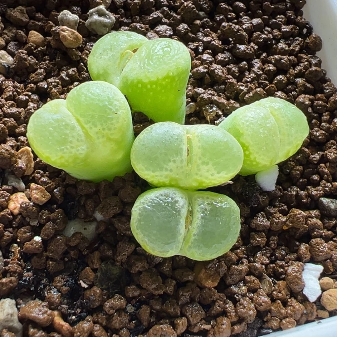 018多肉植物种类多样