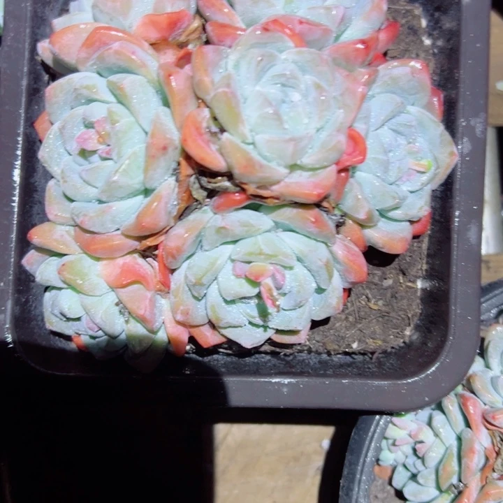 冰玉默认有砍随机发货