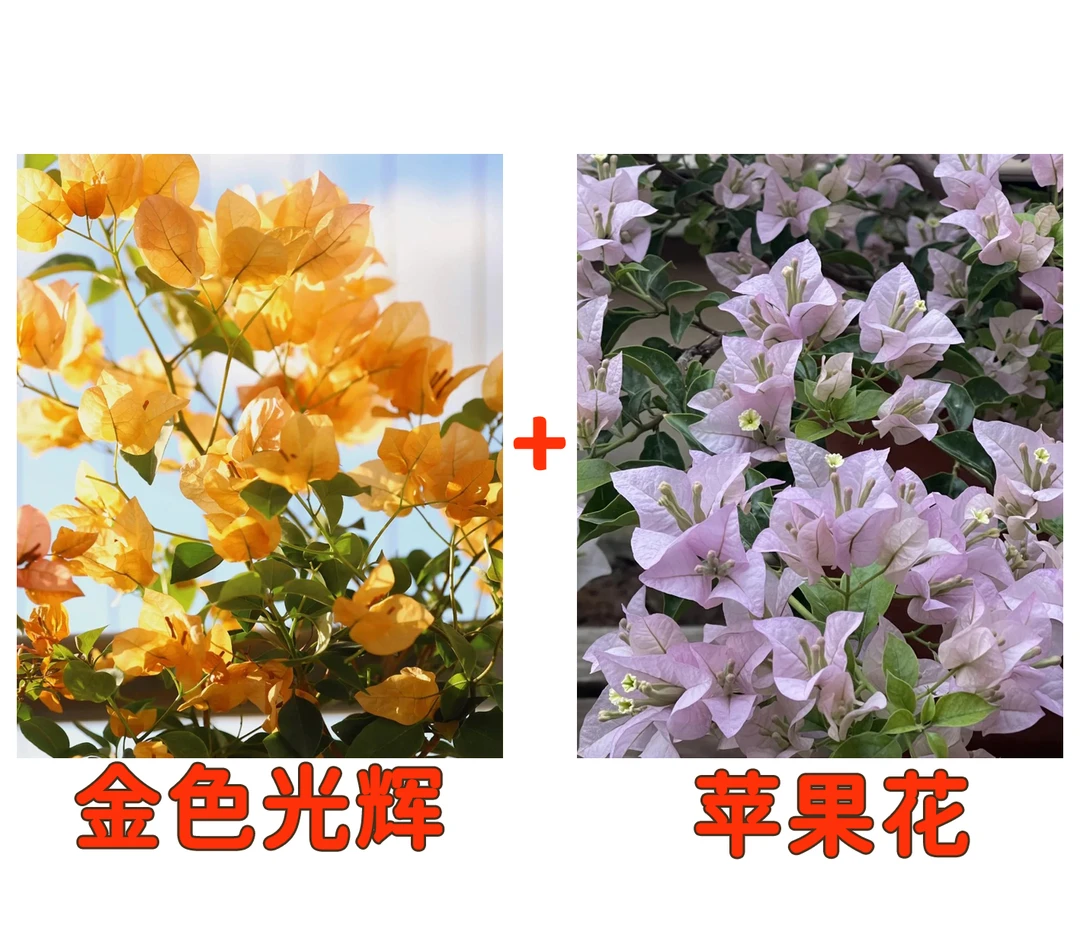【金色光辉+苹果花】到手2颗勤花耐热三角梅基地直邮不带花不带盆