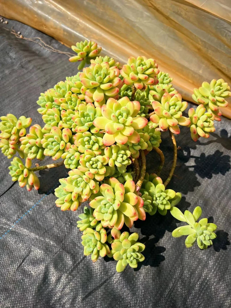 初衷  香格里拉   多肉植物阳台庭院 花园植物