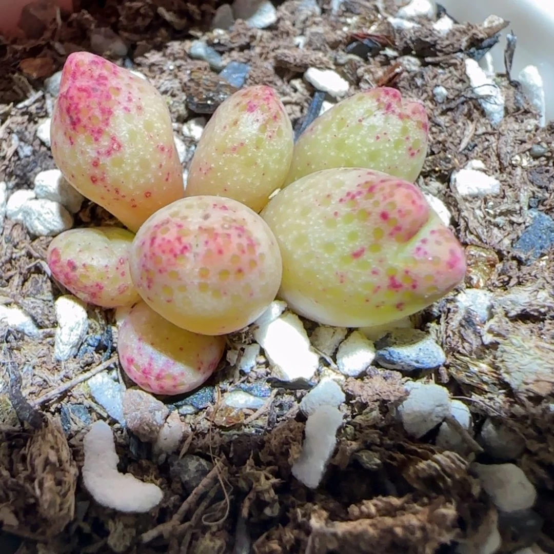 肉锥多肉植物百科-草莓斑马358