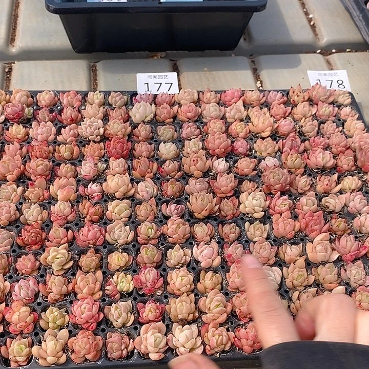 177-178 多肉植物盆栽花卉植物