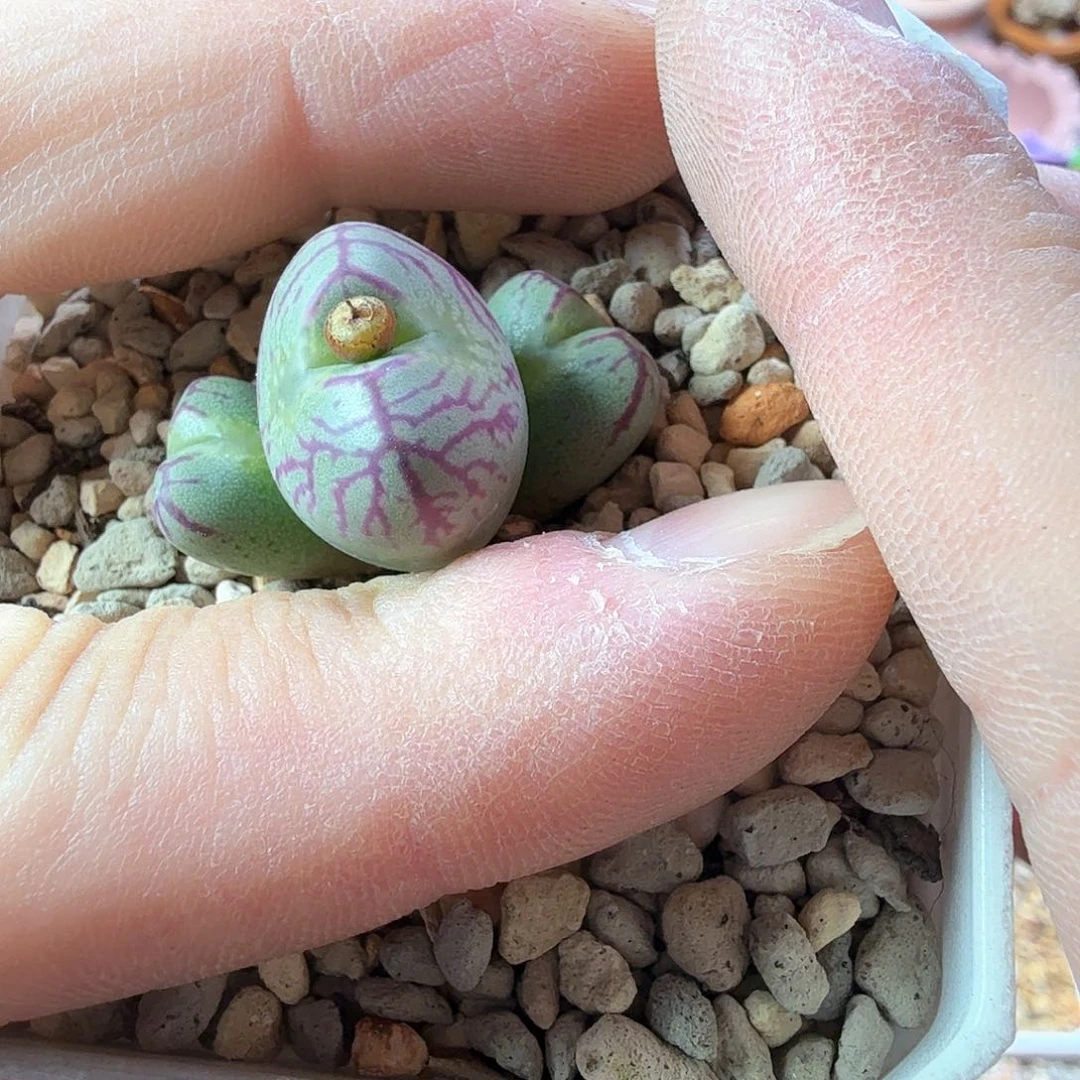 娜****ಥdy16 紫花送奶工 娜椒江