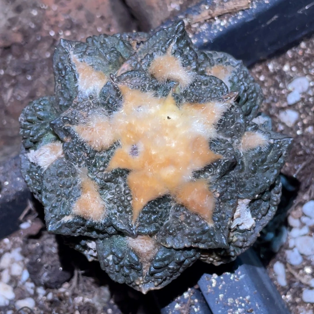 无花朵萝卜根自根金毛牡丹