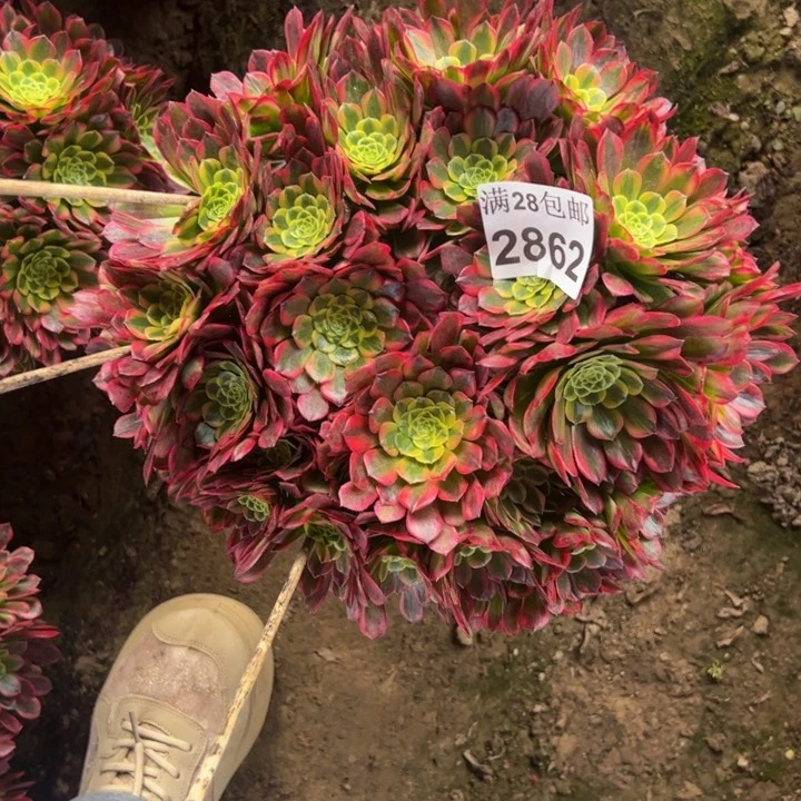 2862朝霞多肉植物