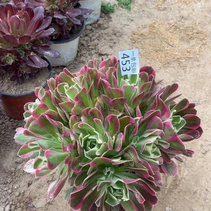 453白凤绣球东棚