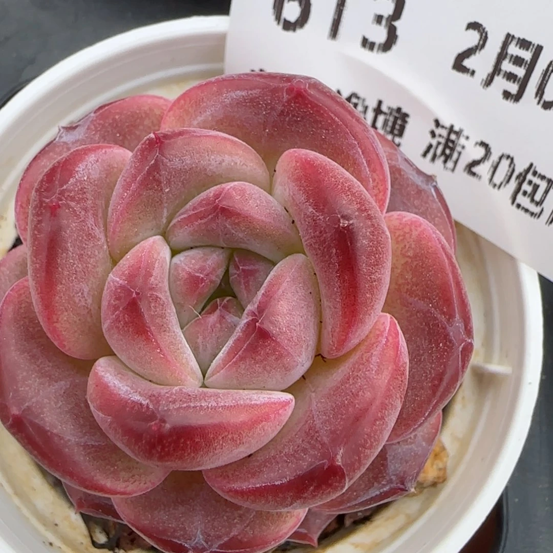 花语逸境0209-613