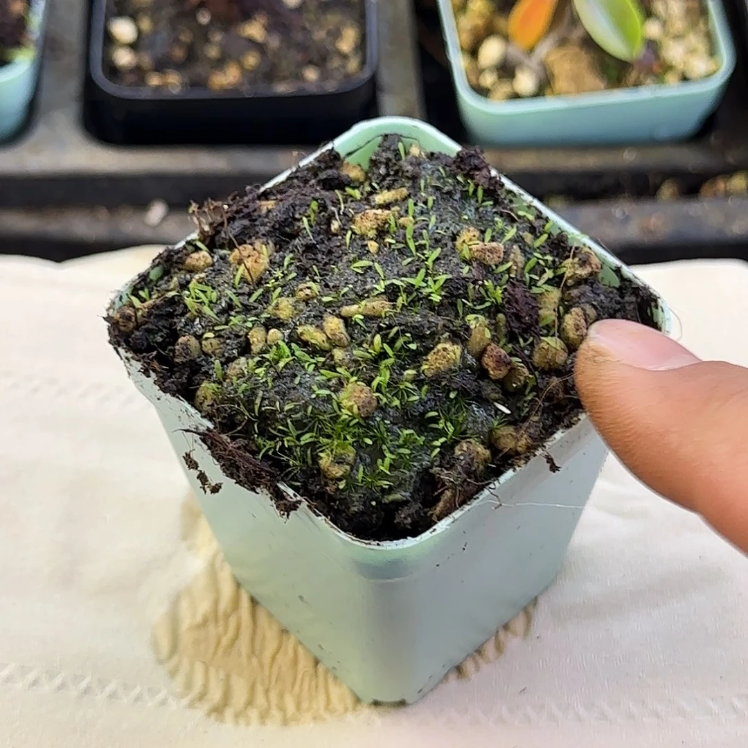 无花朵尖叶狸藻耐荫喜湿