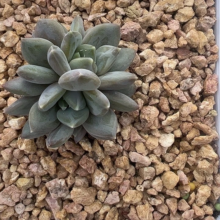 四头邀月11111111111