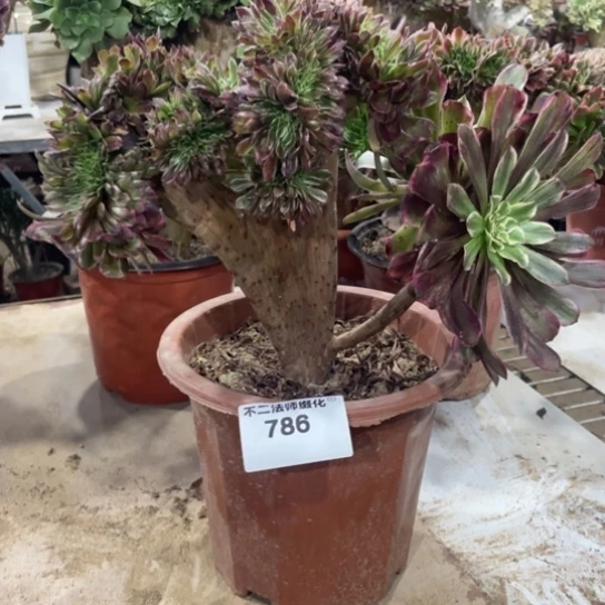 786，多肉法师水墨画缀包邮