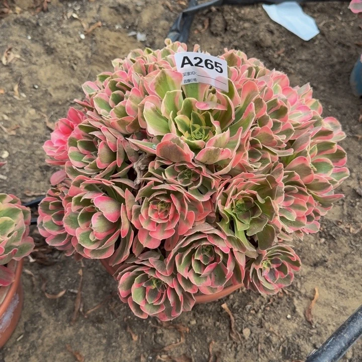 法师多肉不包损粉女郎265