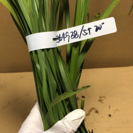 完全开放蕙兰带花苞