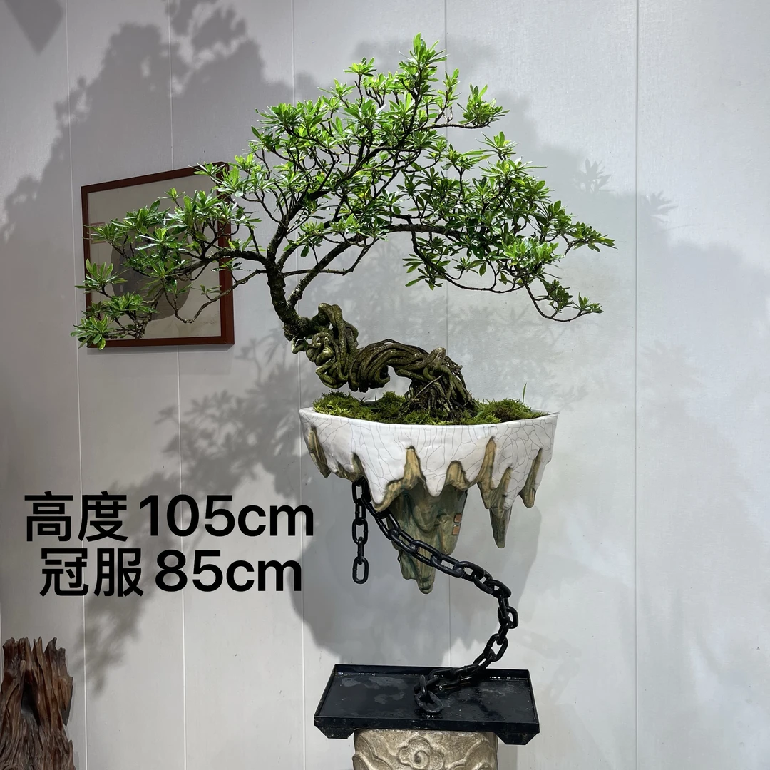 严天盆景｜精品老桩海星栀子花盆景