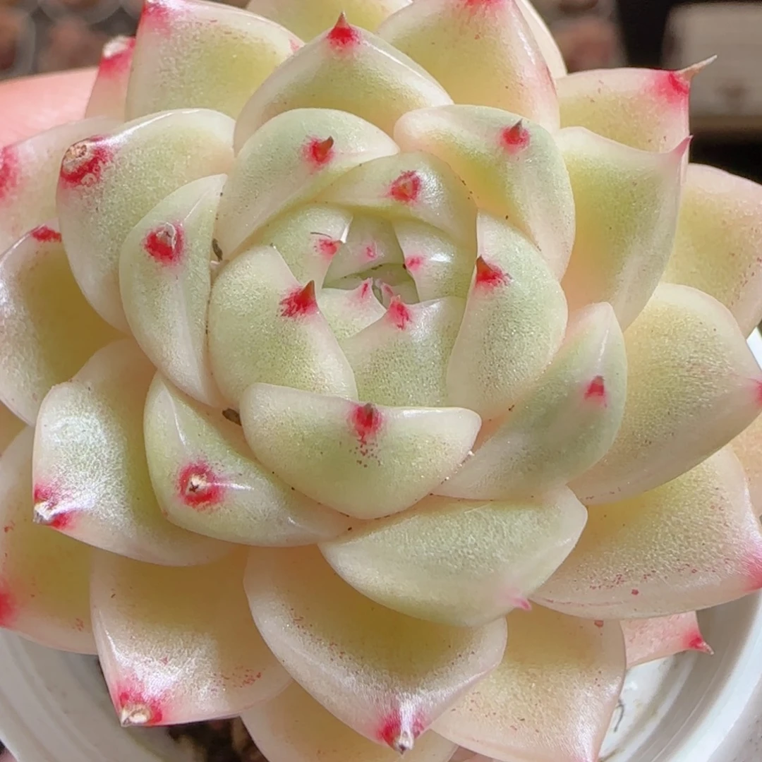 花语多肉0104-40包子