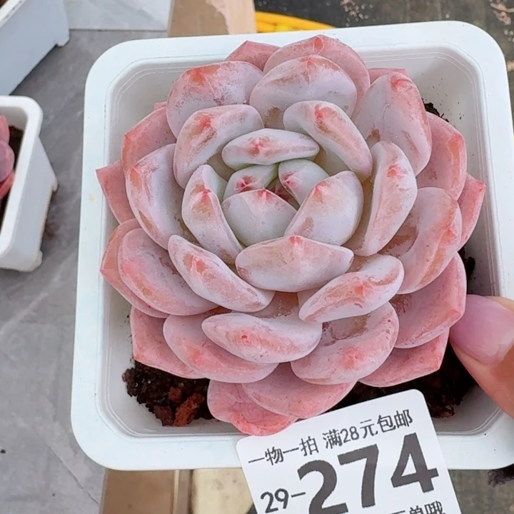 橙梦露无盆土发货多