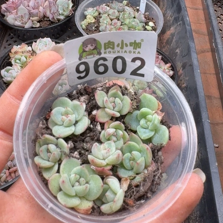 多肉植物多肉植物