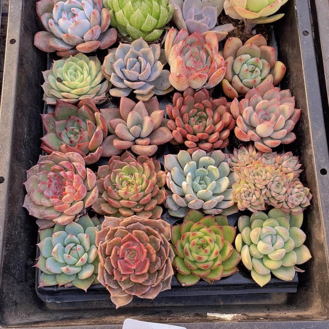 【闪购商品】20颗-11