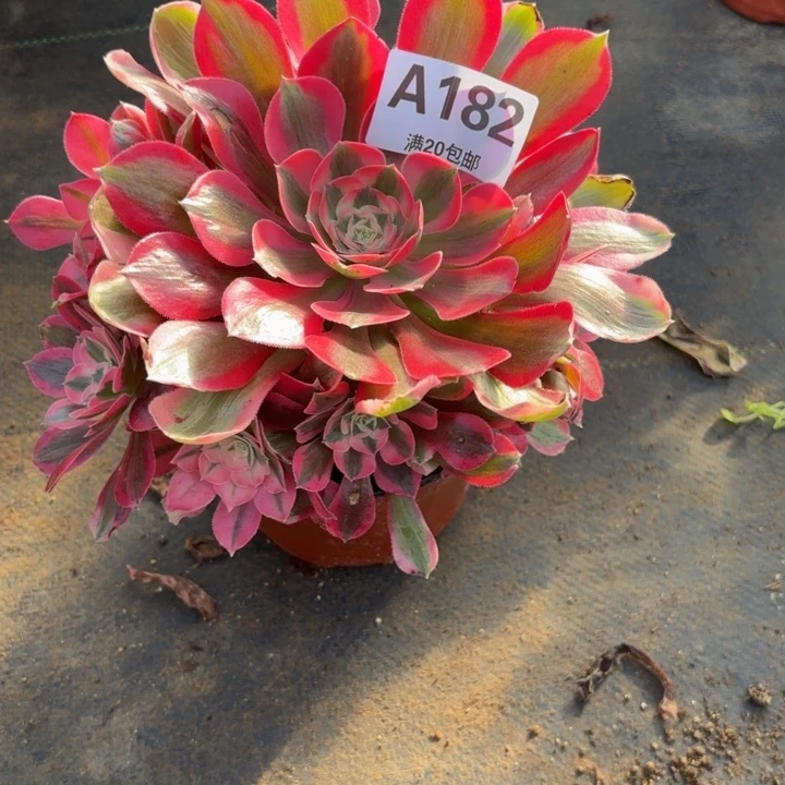 瑞妈。。。。。。182布。，