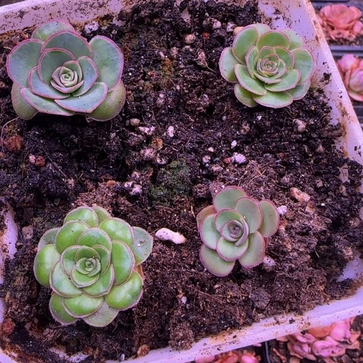 1厘米2厘米冠服4颗