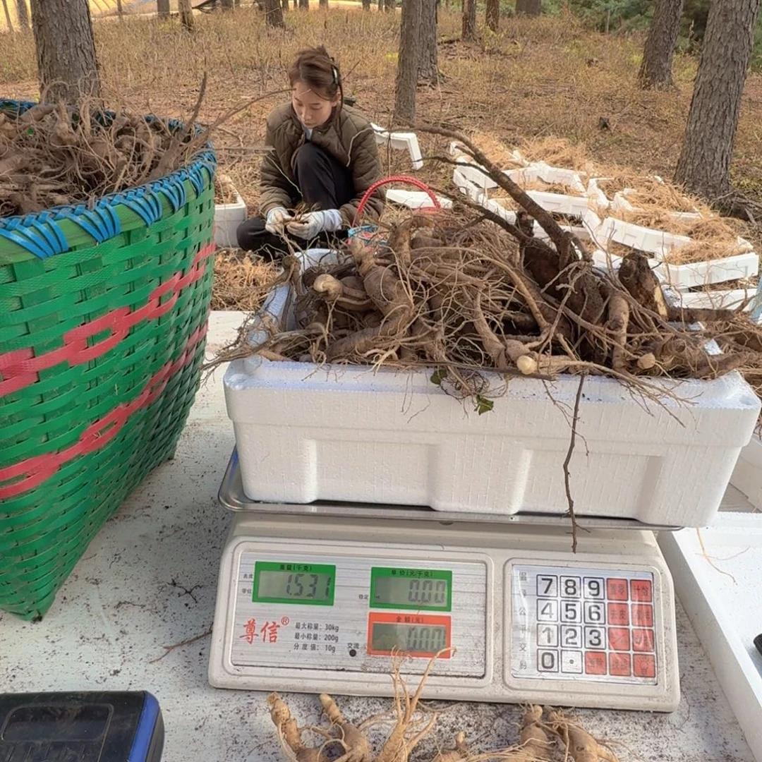林下参13年以上11500g