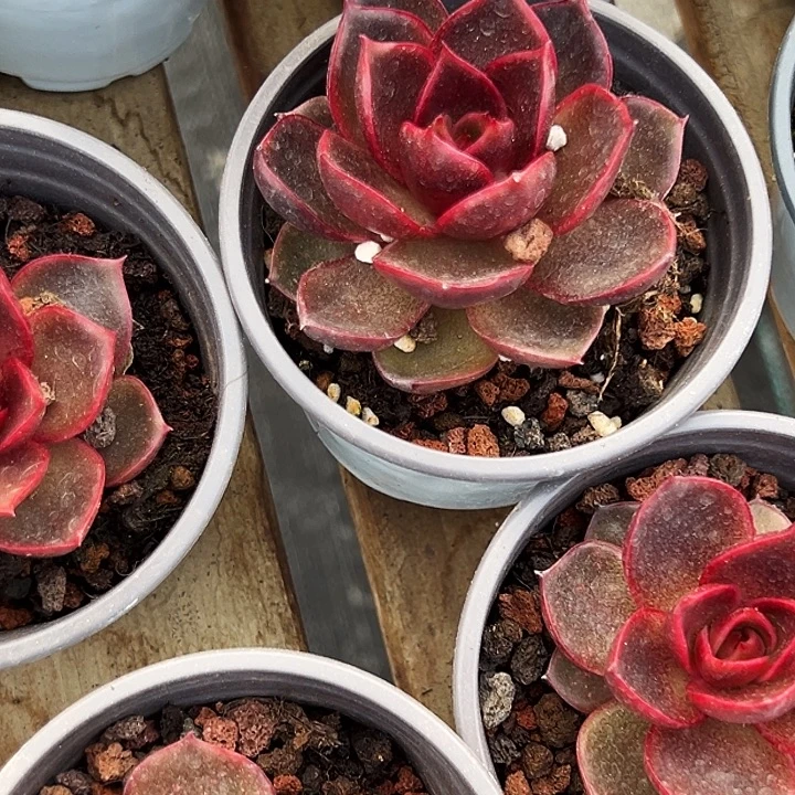 韩版          血红灯