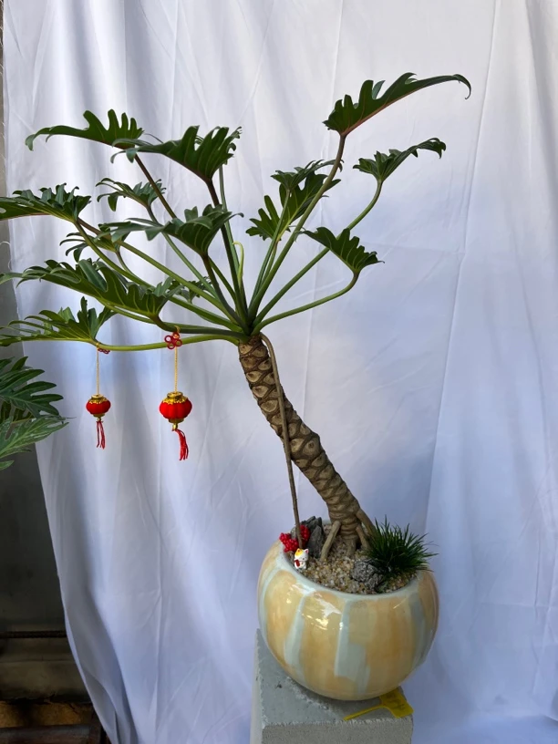 龙鳞杜鹃花小天使精品老桩一年四季常青室内绿植净化空气粗桩高杆