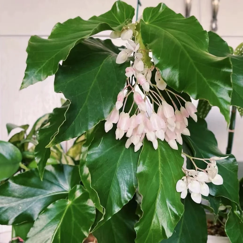 7号秋海棠直播间下单室内桌面高档绿植盆栽