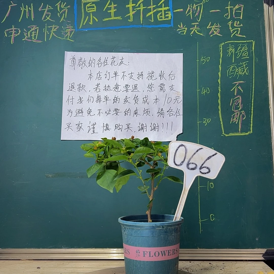 当前无花栽培后可以开花甜西瓜 066