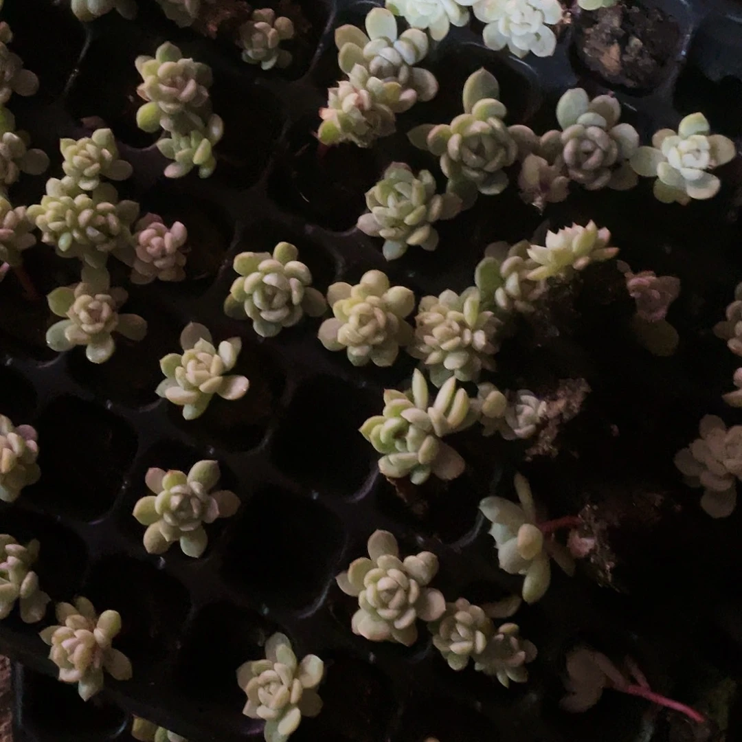 彩白恋穴一个满25包邮