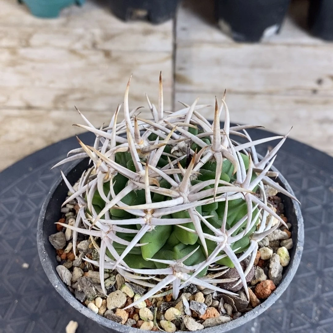 啊啊啊啊啊啊啊啊啊