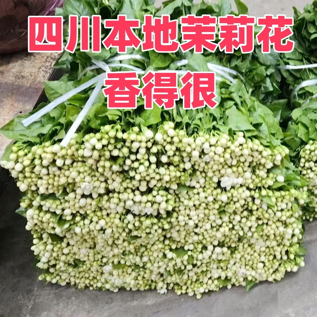 【四川本地茉莉花一扎约30支】家居生活鲜花今天拍明天到顺丰包邮鲜花