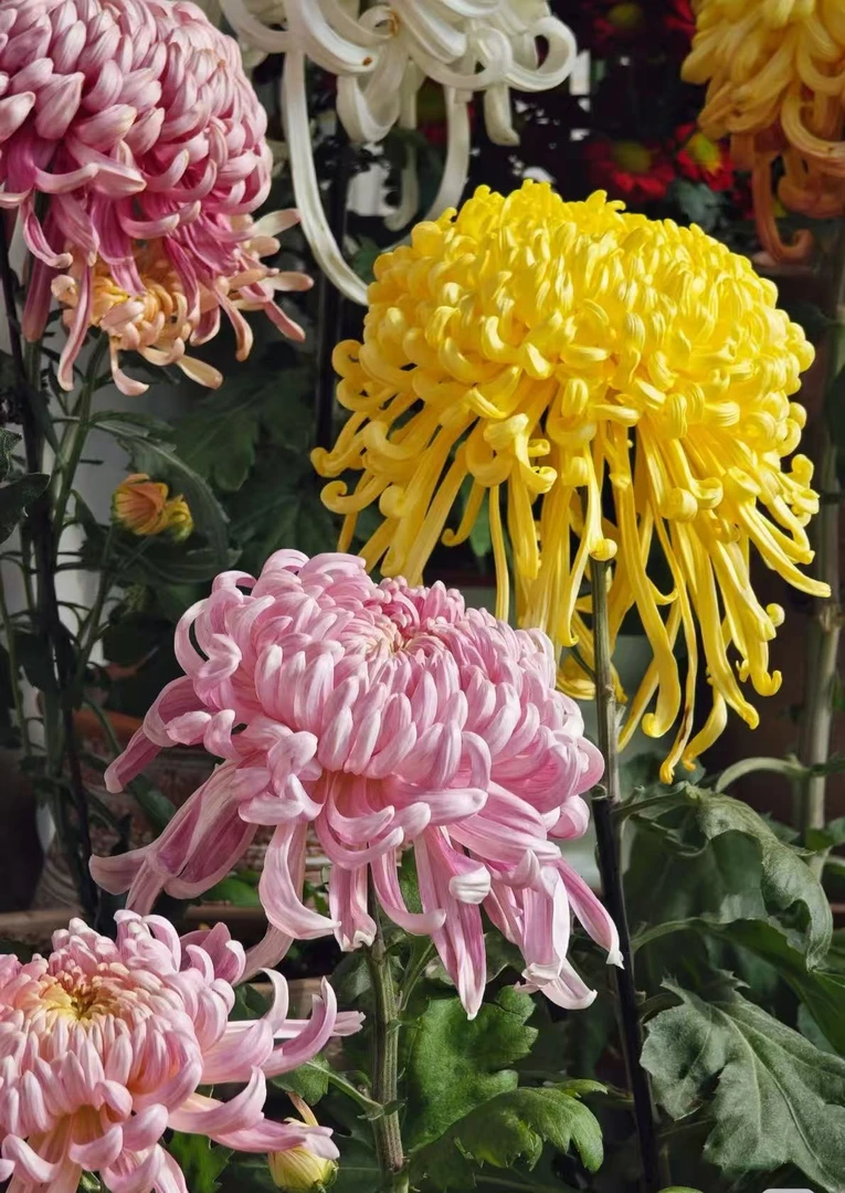 （新人福利）菊花小苗盆栽四季开花可种于室内庭院阳台的花卉绿植