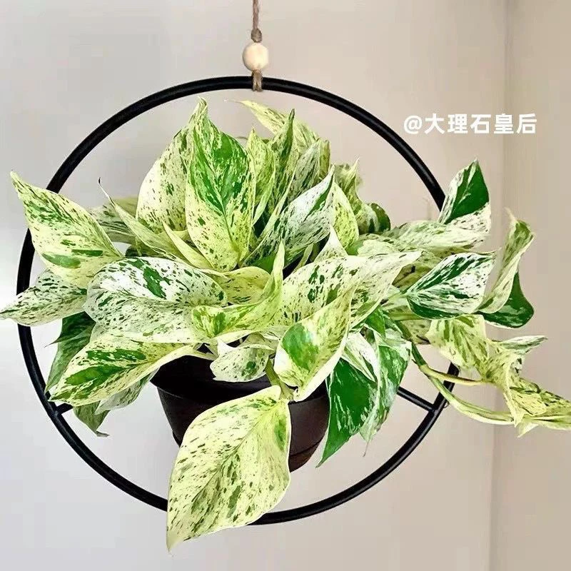 大理石皇后盆栽花叶绿萝家用办公室懒人垂吊绿植北欧ins净化空气