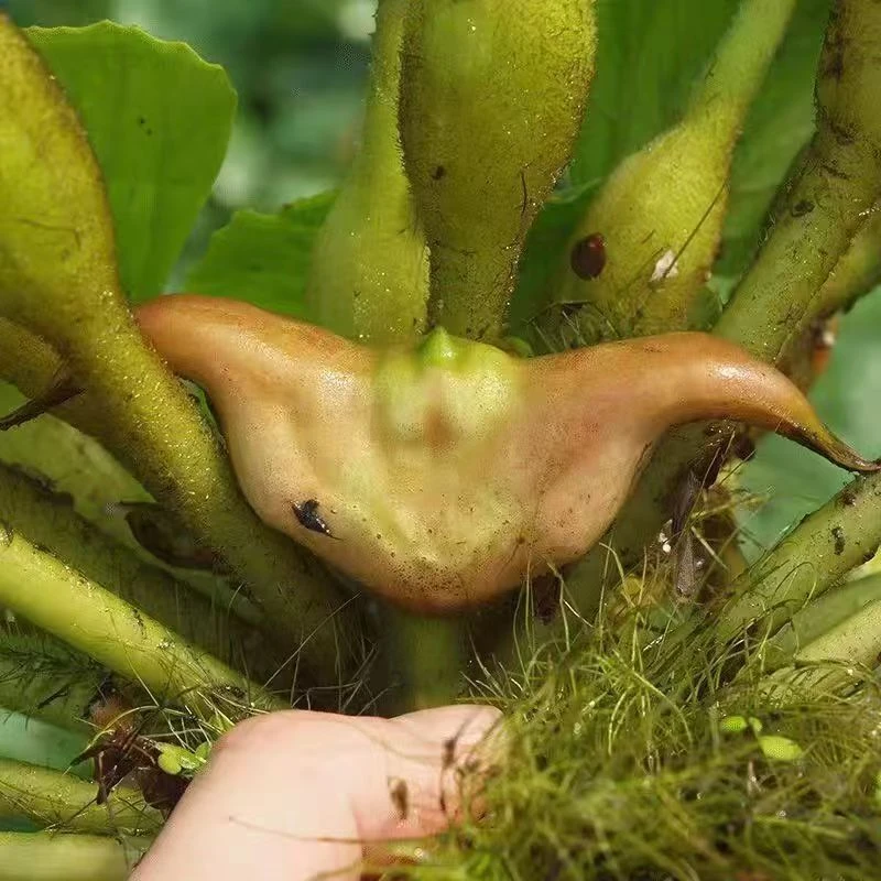 2025安徽霍邱特产菱角新鲜带壳菱角人工新鲜采摘东湖无污染菱角