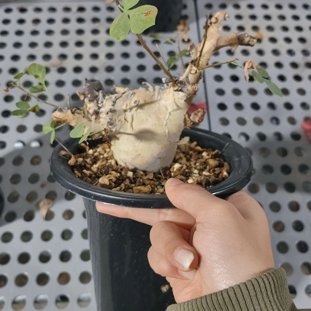 正白皮卡塔夫熟桩