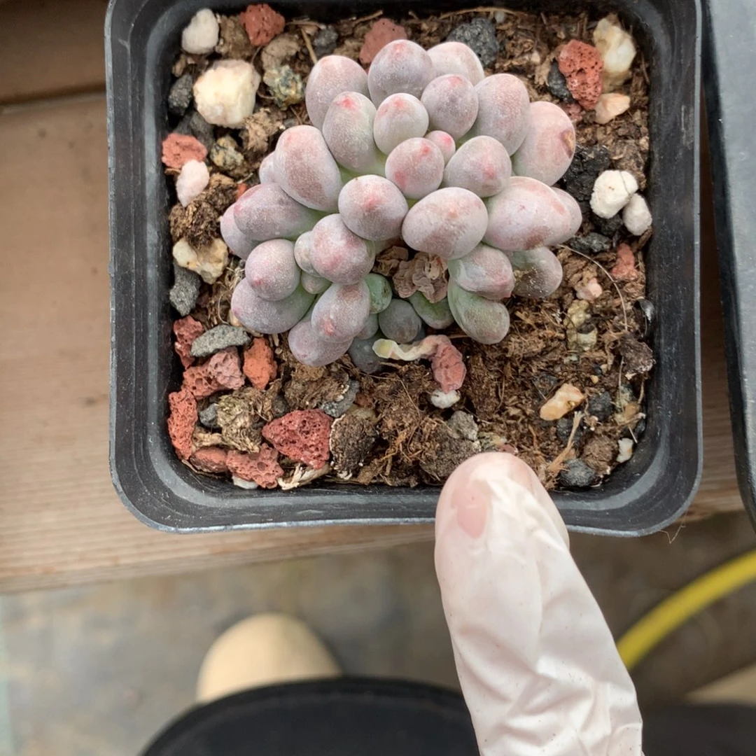 仙子奶酪群生哈哈哈哈