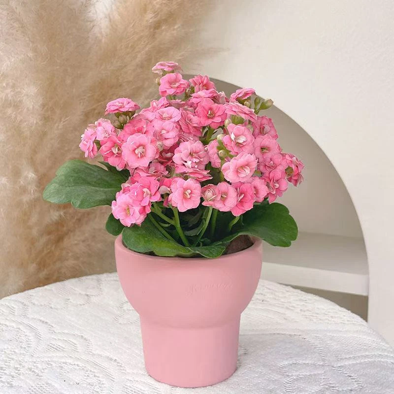 随机四盆＋金狐狸长寿花！