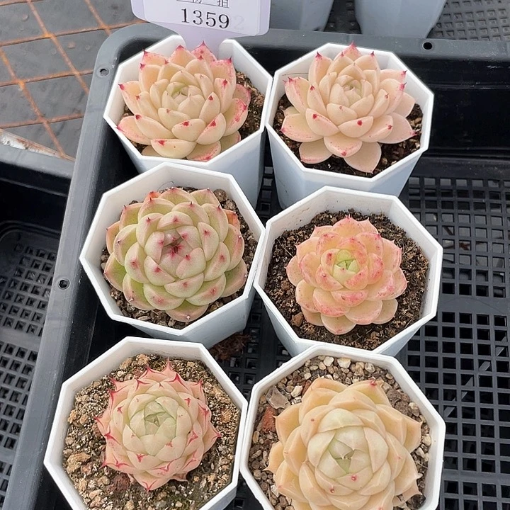 薇薇安园艺多肉1359
