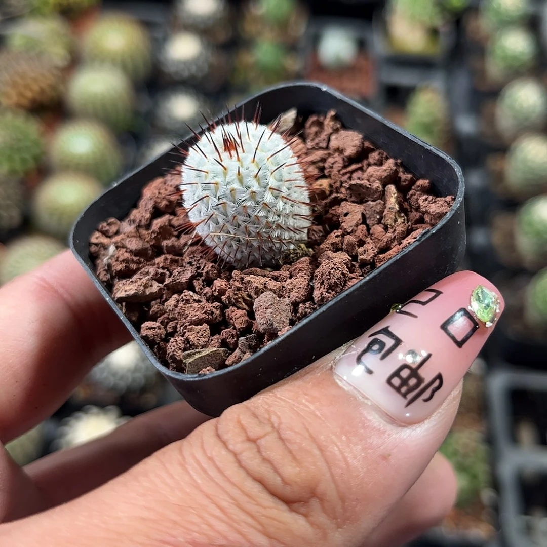 直刺蓓蕾单头发货单头