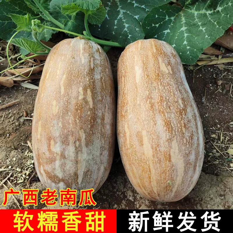 广西老南瓜农家蔬菜新鲜甜糯黄南瓜现摘宝宝辅食老品种蜜本长南瓜