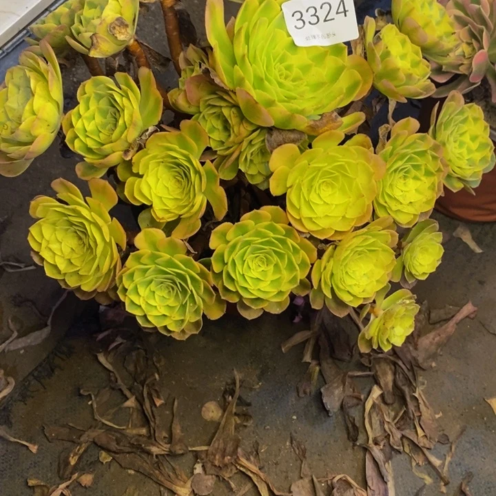 雨荷多肉断头不包3324