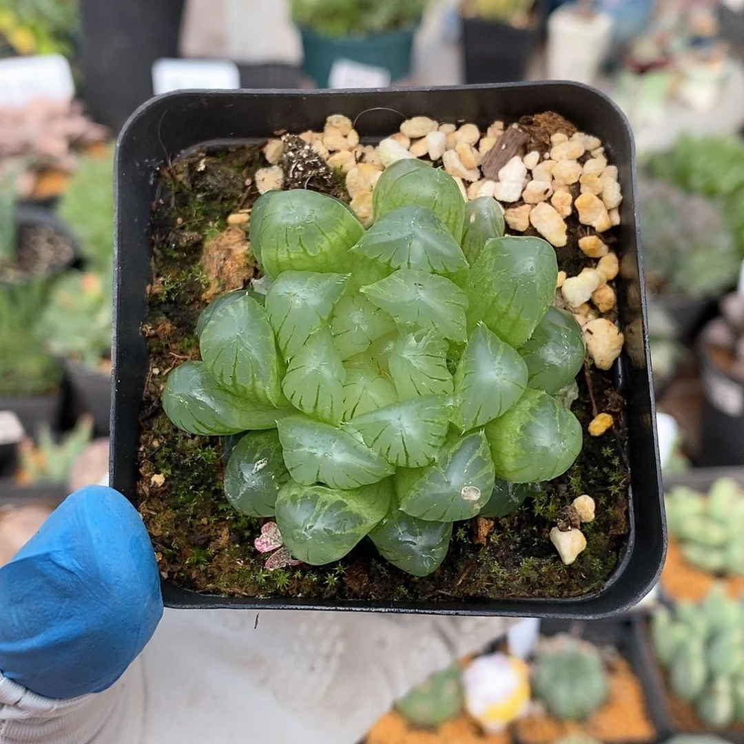 934 实生蝉翼带盆土 有疤特 9.9包邮