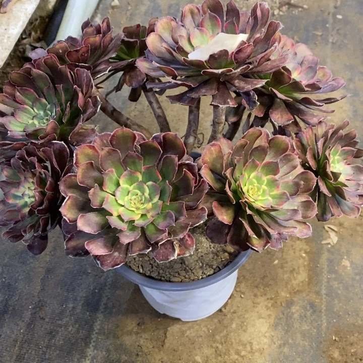 黑金刚多肉断头不包2241