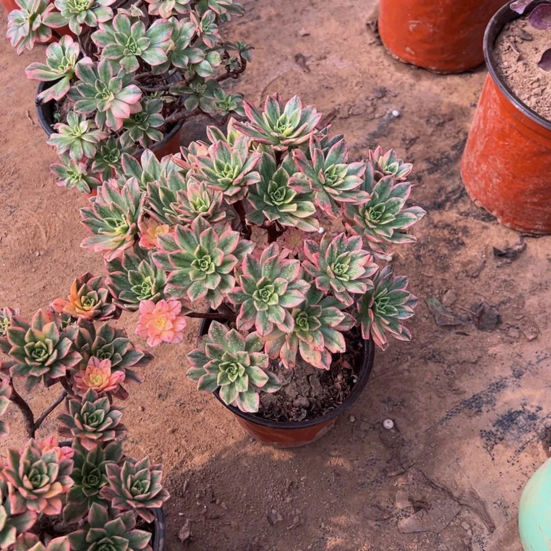 甜茶法师9.9多肉植物