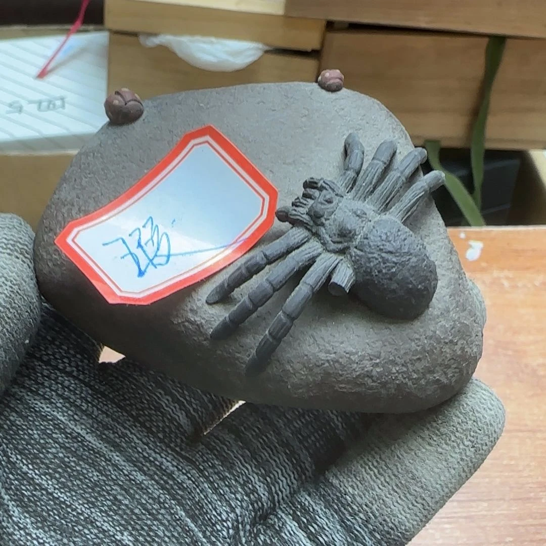 茶宠青岛等地区进行实地走访