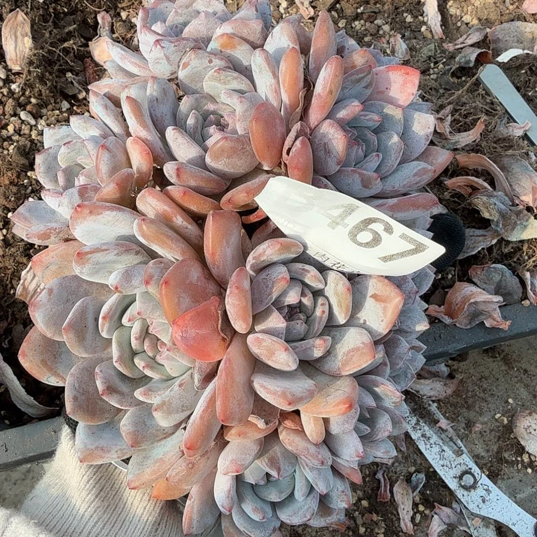 潮***子星影石榴籽石榴籽