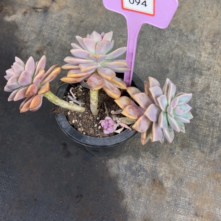 z**v淡雪多肉植物094