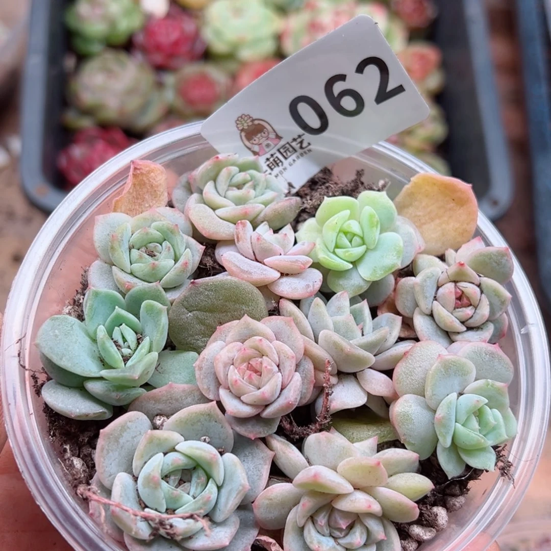 多肉植物多肉植物